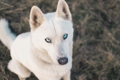 成年白人的德国牧羊犬
